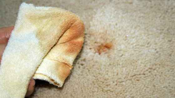 Tips and Tricks for Removing and Cleaning Carpet Stains