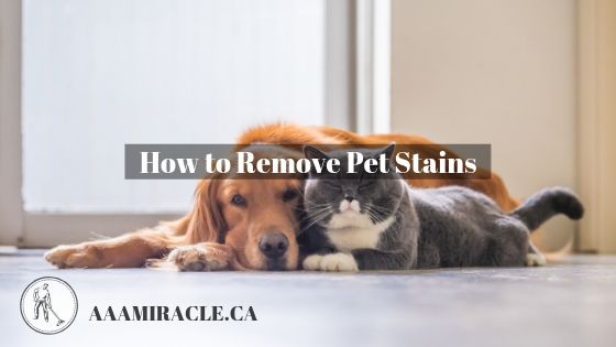 Removing Pet Stains and Odors from Carpets