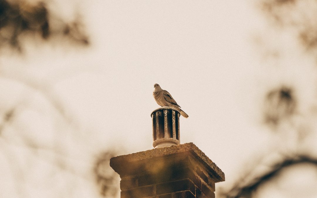 A dove sitting on a chimney