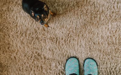 How To Remove Allergens From Carpets