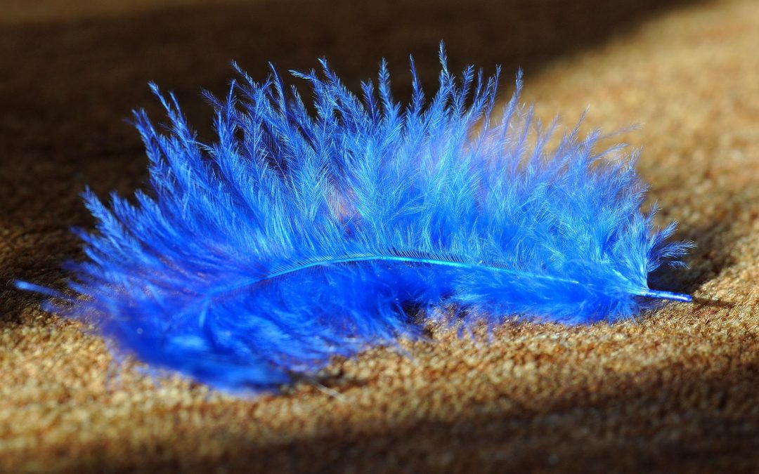 clean carpet with a blue feather on it